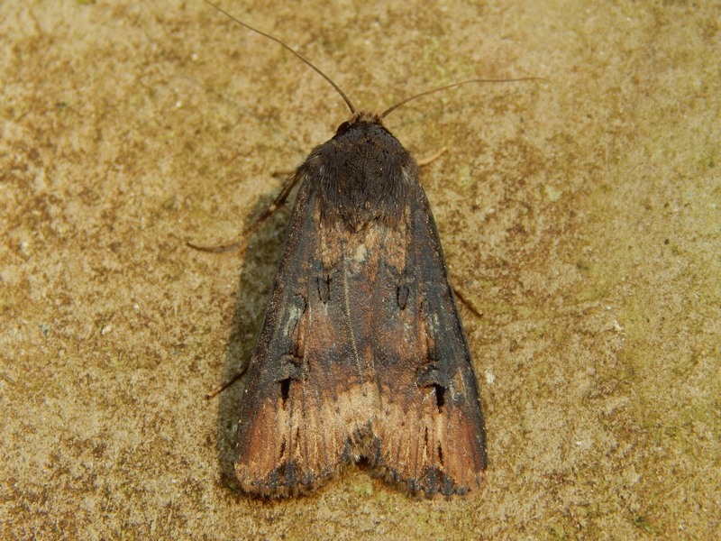 Agrotis ipsilon